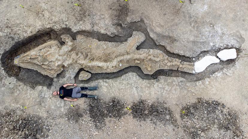 10 weetjes over fossiel van reusachtige zeedraak
