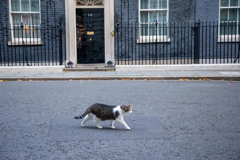 Filmpje: kat van Britse minister-president jaagt vos weg