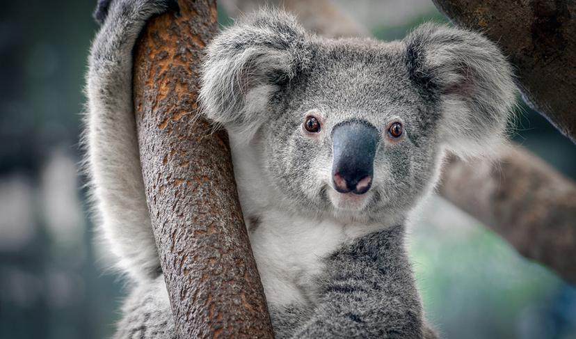 60.000 koala's slachtoffer van bosbranden