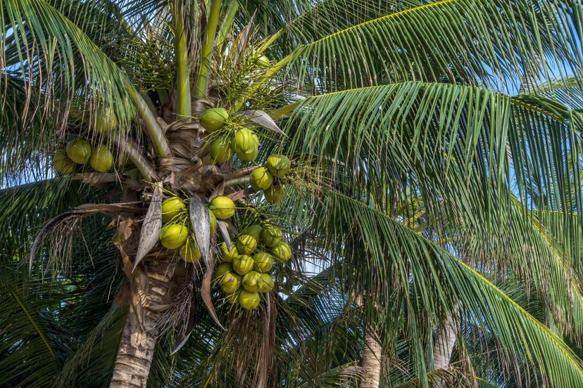 Wist jij dit al over de kokosnoot? 