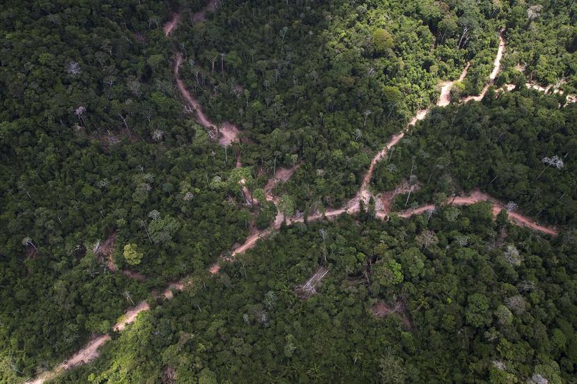Nieuwe dieren ontdekt in Amazone