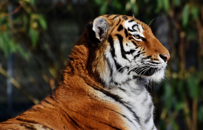 Twee keer zoveel tijgers in India