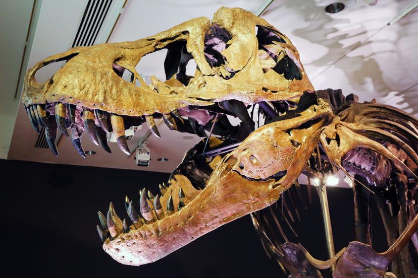 Tyrannosaurus rex had lippen (en zo weten we dat)