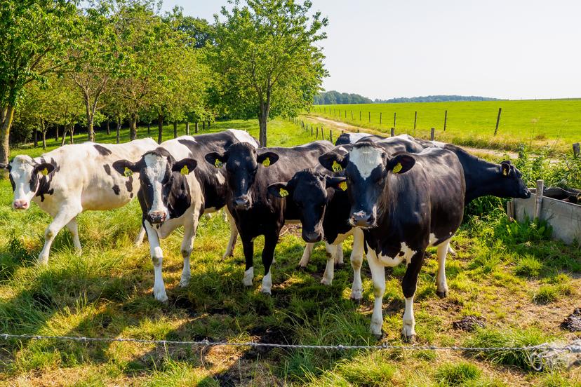 Koeien in wei  in het Zuid Limburgse Heuvelland. 