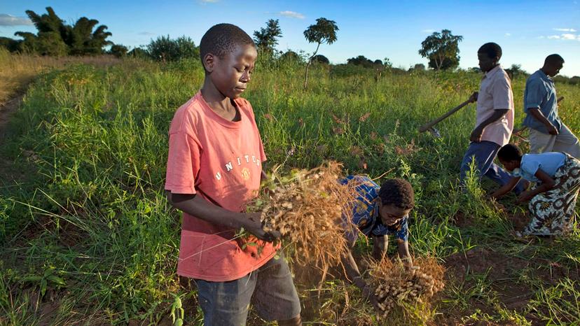 Taulino uit Malawi helpt in de vakantie met het oogsten van pindaplanten.