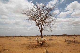 Ook in 2011 heerste er in een land als Somalië al droogte, maar niet zo extreem als nu. 