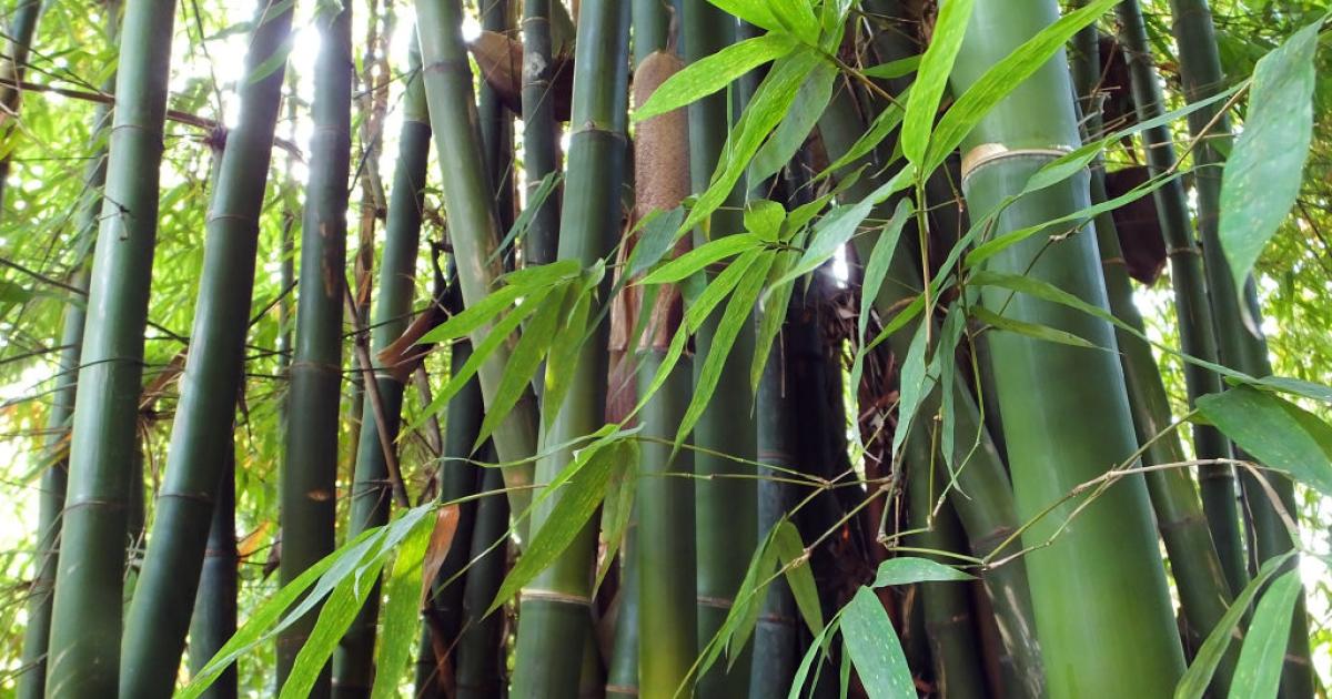 Bambu Ajaib di Hari Bambu Sedunia