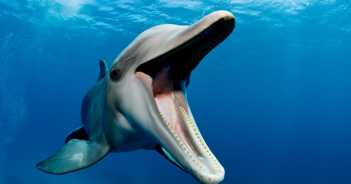 Dolphins in New Zealand whistle in dialect