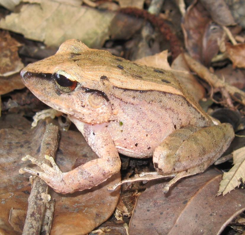 Haddadus binotatus. Foto Wikipedia