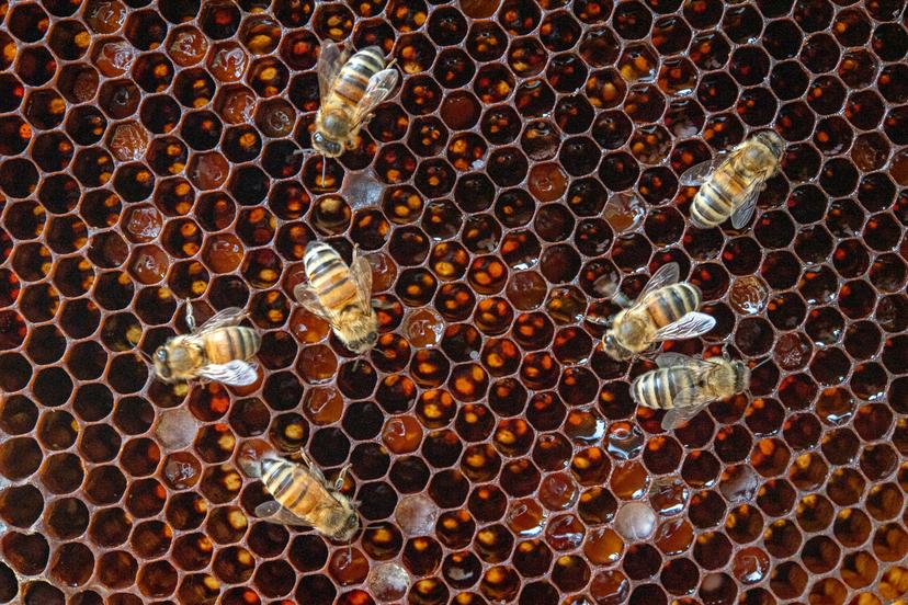 Honing is eigenlijk bijenkots: bijen braken het uit. 